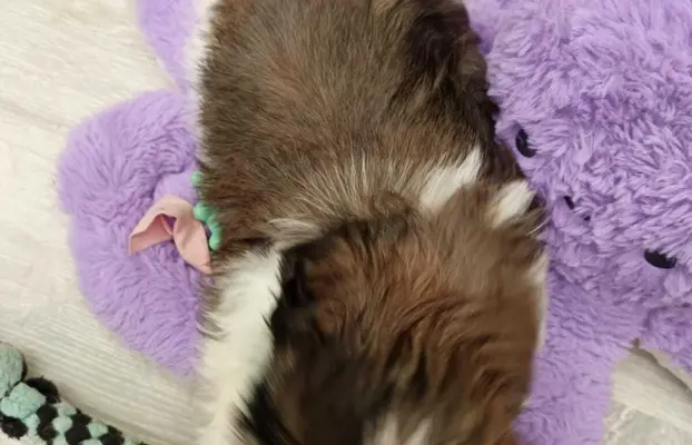 Shih Tzu 4-ro pokoleniowy rodowód (Edek) 8