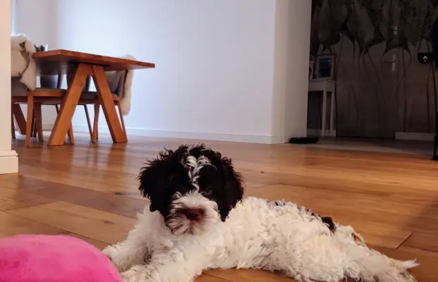 Szczenię/suczka LAGOTTO ROMAGNOLO - Ur. 19.03.2025 R. 4