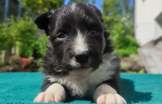 Pies Border Collie - Rasowy szczeniak z Hodowli, pełna dok. 2