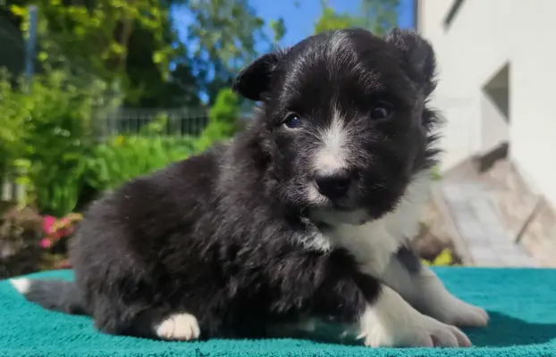 Pies Border Collie - Rasowy szczeniak z Hodowli, pełna dok. 1