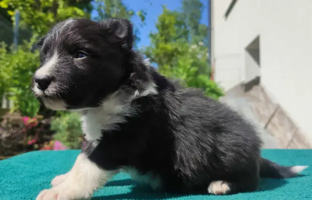 Pies Border Collie - Rasowy szczeniak z Hodowli, pełna dok. 3