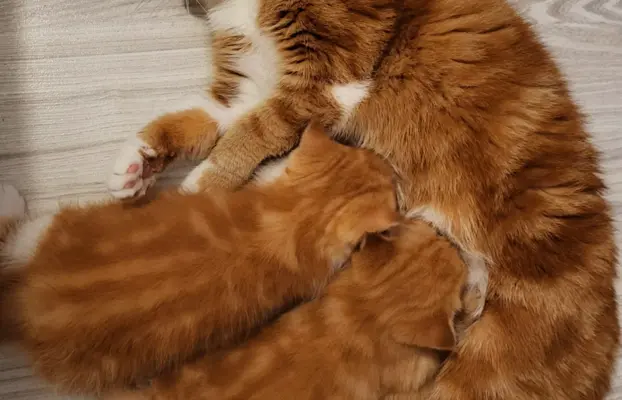 Kot egzotyczny rudy Garfield 5