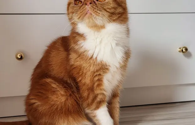 Kot egzotyczny rudy Garfield 2