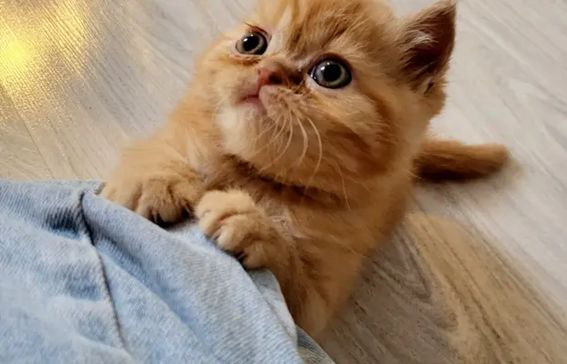 Kot egzotyczny rudy Garfield 3