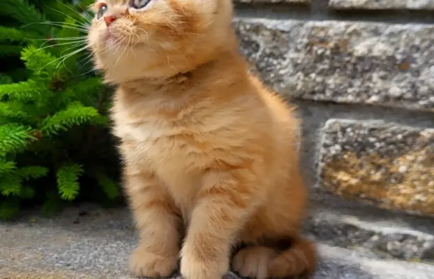Kot egzotyczny rudy Garfield 6