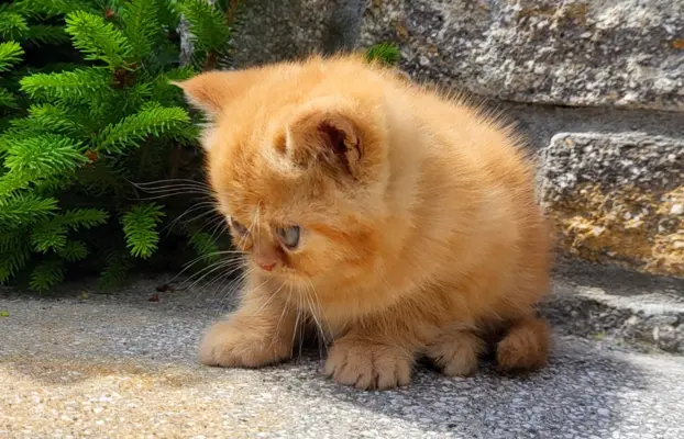 Kot egzotyczny rudy Garfield 7