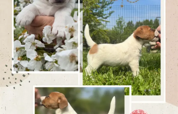 Szczeniaki Jack Russell Terrier 3