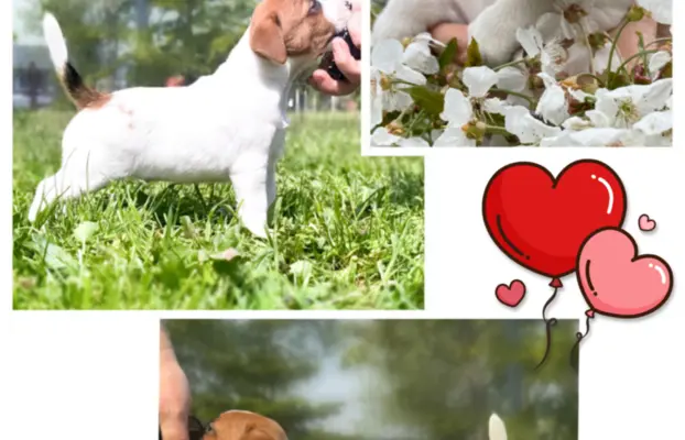 Szczeniaki Jack Russell Terrier 4