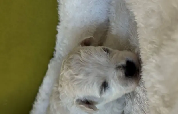 Bichon, piesek do rezerwacji. 2