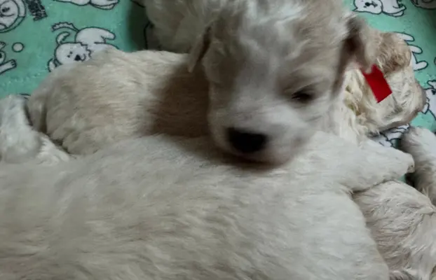 Bichon, piesek do rezerwacji. 4