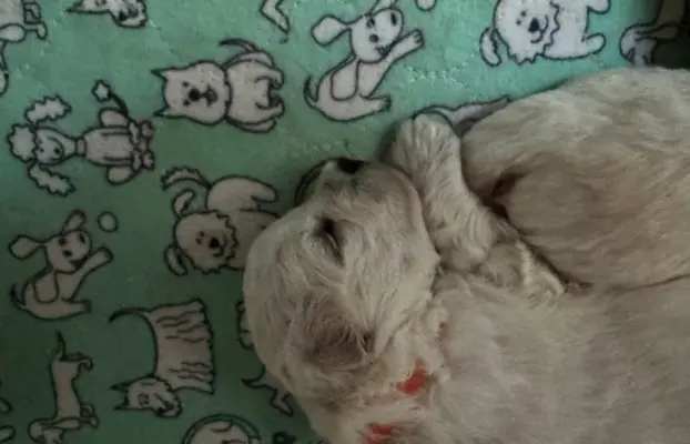 Bichon, piesek do rezerwacji. 6