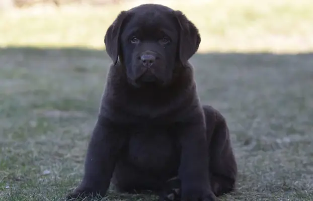 Labrador Retriever z rodowodem ZKwP, FCI Badania Genetyczne 1