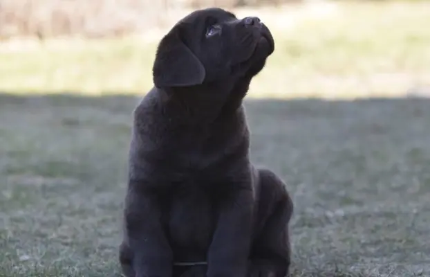 Labrador Retriever z rodowodem ZKwP, FCI Badania Genetyczne 2