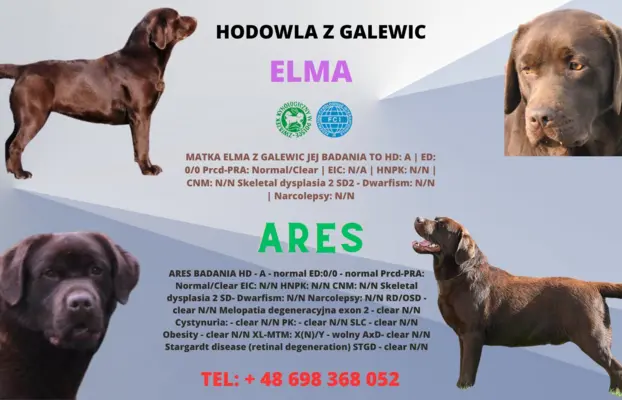 Labrador Retriever z rodowodem ZKwP, FCI Badania Genetyczne 4