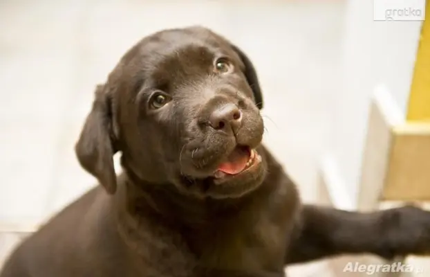 Labrador Retriever z rodowodem ZKwP, FCI Badania Genetyczne 3