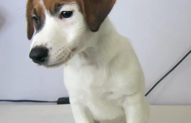 Jack Russell terrier 1