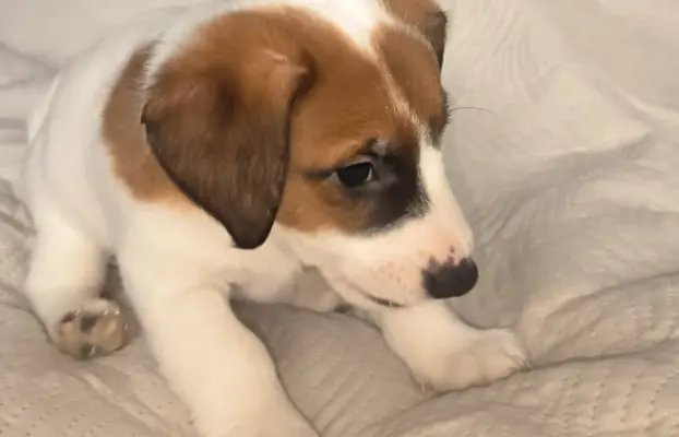 Jack Russell terrier 2