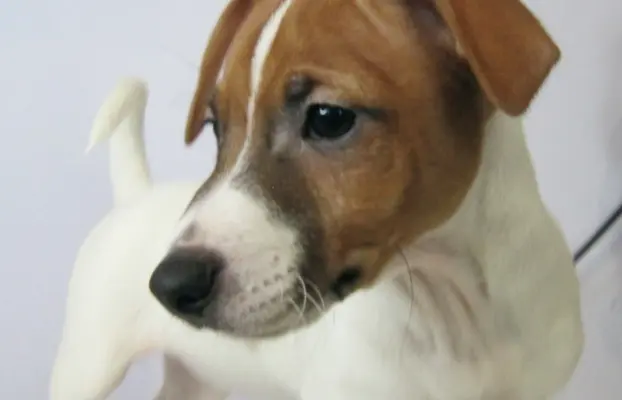 Jack Russell terrier 3