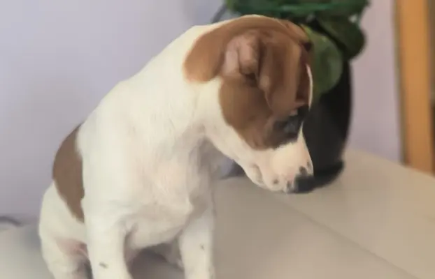 Jack Russell terrier 4
