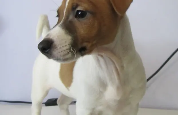 Jack Russell terrier 5