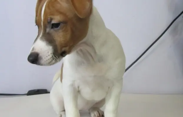 Jack Russell terrier 6