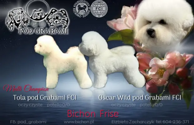 Bichon, piesek do rezerwacji. 1