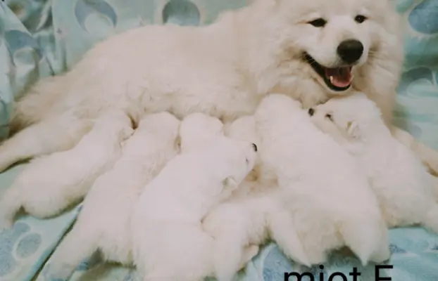 Szczeniaki Samoyed gotowe do odbioru 2