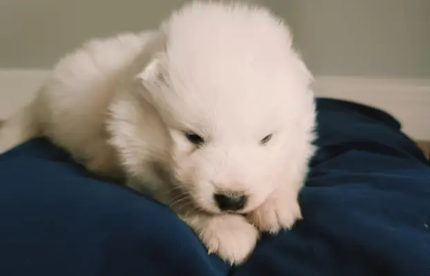 Szczeniaki Samoyed gotowe do odbioru 4