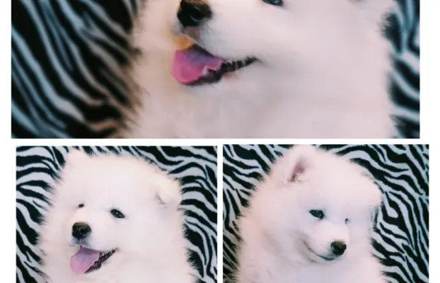 Szczeniaki Samoyed gotowe do odbioru 5