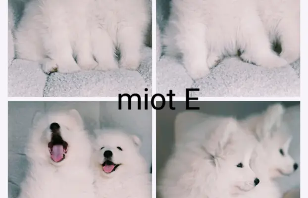 Szczeniaki Samoyed gotowe do odbioru 6