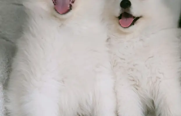 Szczeniaki Samoyed gotowe do odbioru 7