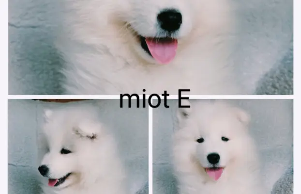 Szczeniaki Samoyed gotowe do odbioru 8