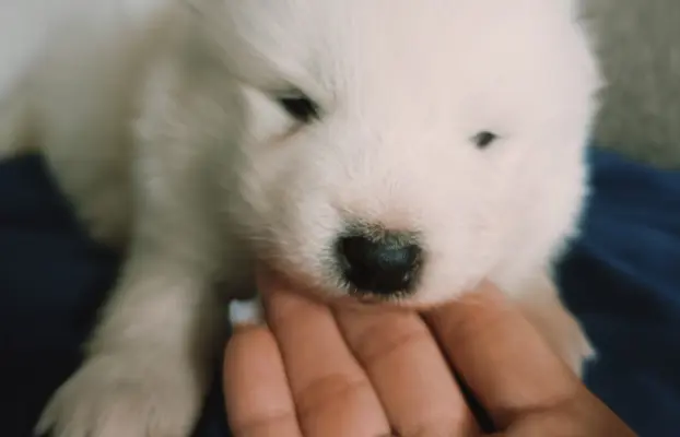 Szczeniaki Samoyed gotowe do odbioru 9