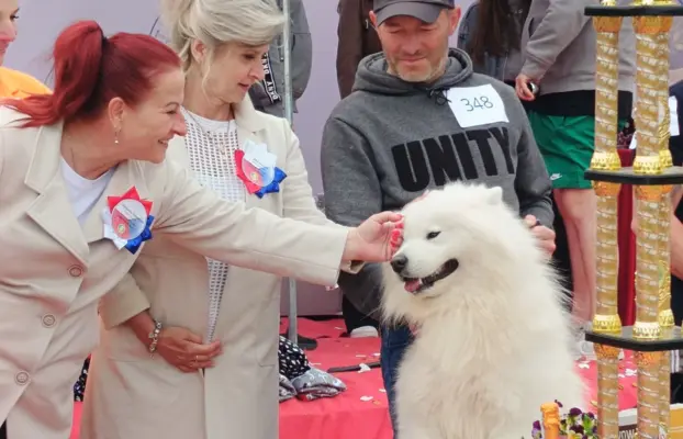 Szczeniaki Samoyed gotowe do odbioru 10