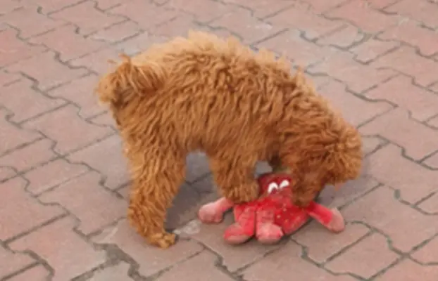 Pudel Miniatura,Pudelek Miniaturowy red  piękny piesek 3