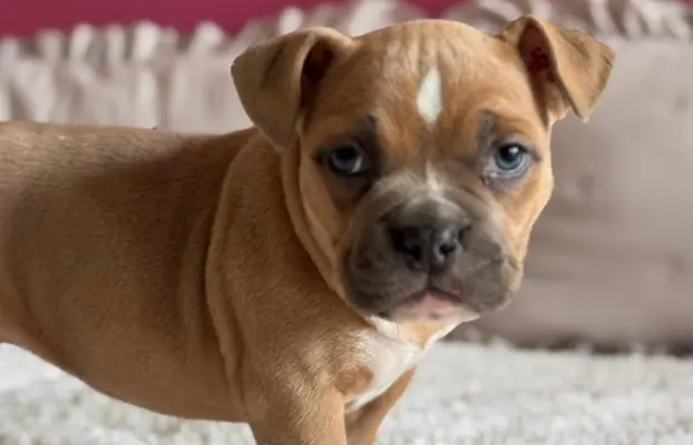 American Bully Pocket suczka 5
