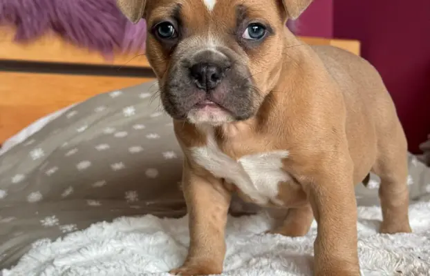 American Bully Pocket suczka 1