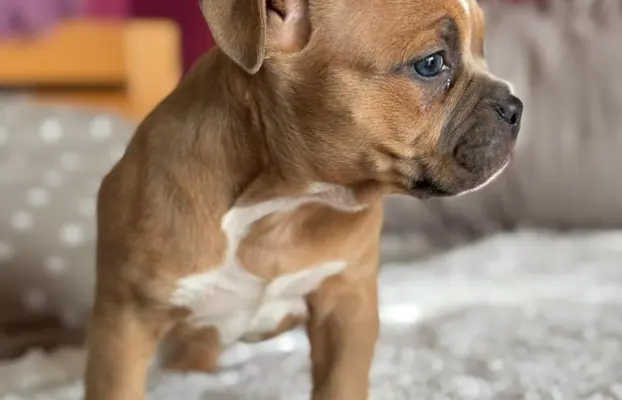 American Bully Pocket suczka 6