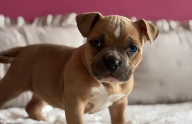 American Bully Pocket suczka 9