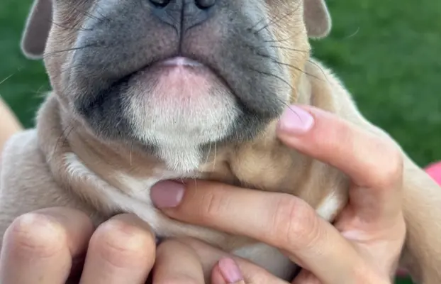 American Bully Pocket suczka 7