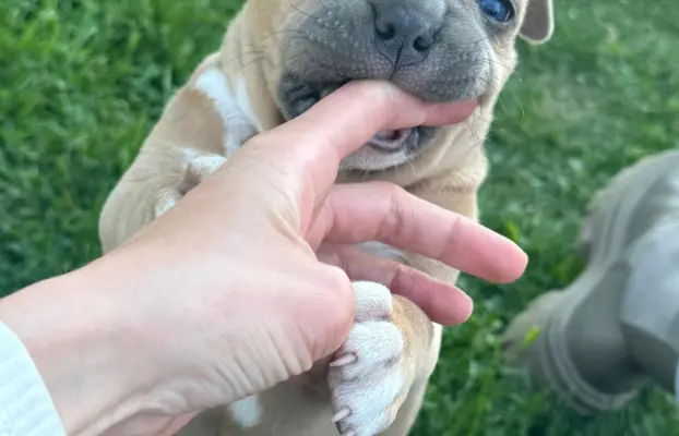 American Bully Pocket suczka 8