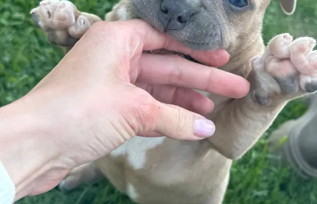 American Bully Pocket suczka 4