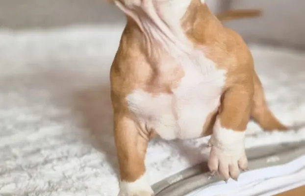 American Bully Pocket suczka 3