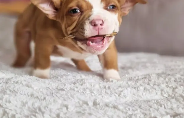 American Bully Pocket suczka 4