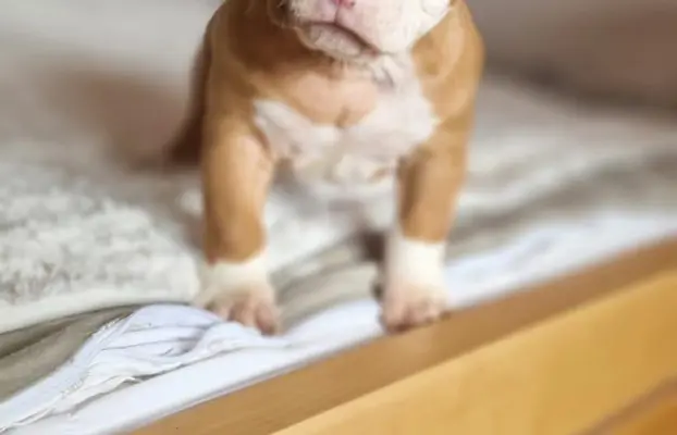 American Bully Pocket suczka 6