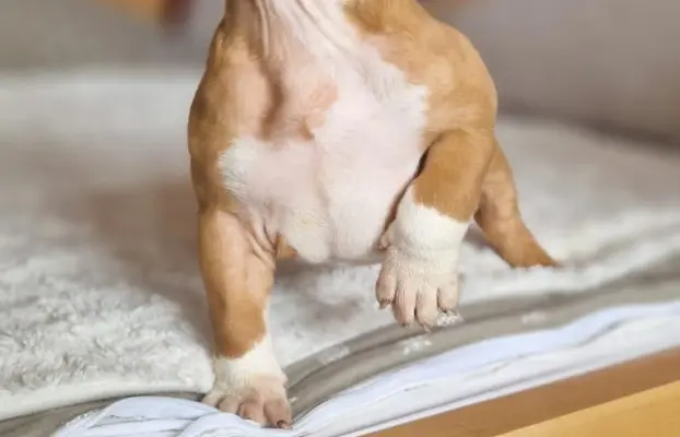 American Bully Pocket suczka 5