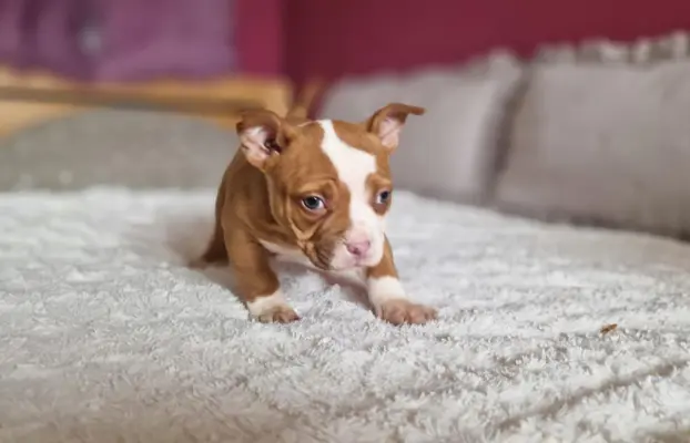 American Bully Pocket suczka 8
