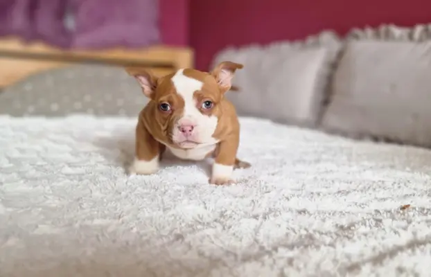 American Bully Pocket suczka 1