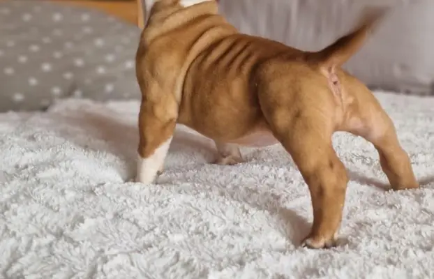 American Bully Pocket suczka 7