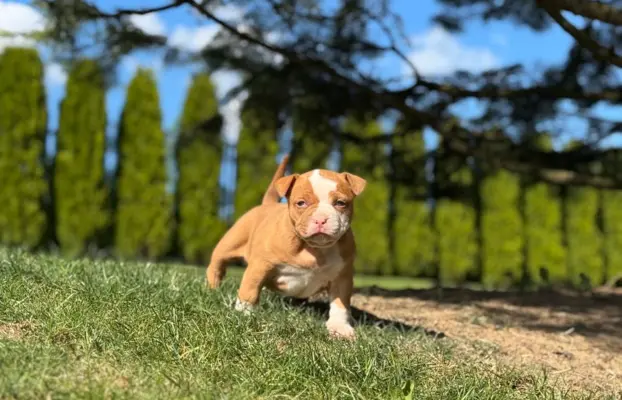 American Bully Pocket suczka 2